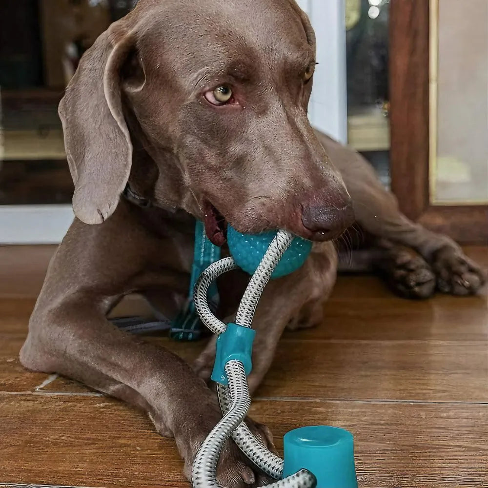 Ejercitador De Mandíbula Para Perros: Salud y Diversión para tu Mejor Amigo