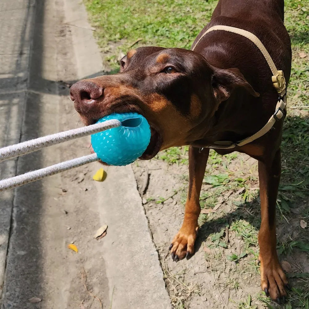 Ejercitador De Mandíbula Para Perros: Salud y Diversión para tu Mejor Amigo