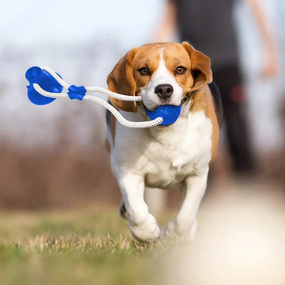 Ejercitador De Mandíbula Para Perros: Salud y Diversión para tu Mejor Amigo
