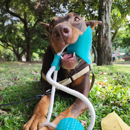 Ejercitador De Mandíbula Para Perros: Salud y Diversión para tu Mejor Amigo