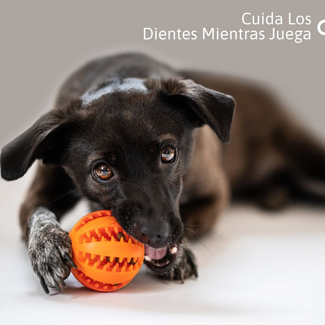 Bola de Golosinas para Perros: Diversión y Salud Dental
