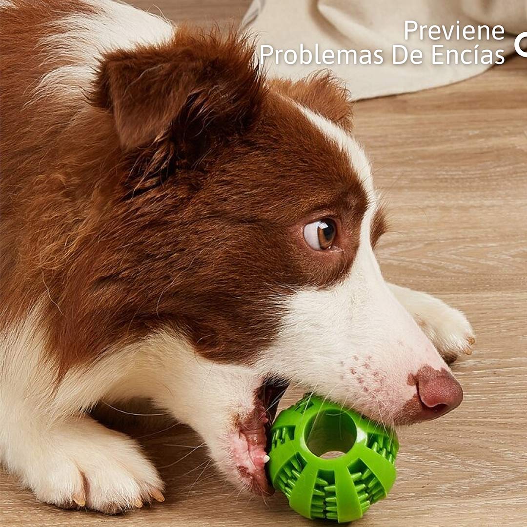 Bola de Golosinas para Perros: Diversión y Salud Dental