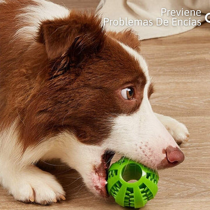 Bola de Golosinas para Perros: Diversión y Salud Dental