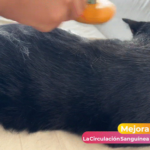 Cepillo Para Mascota En Forma De Calabaza